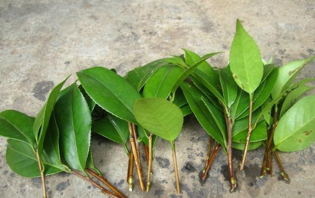 万万没想到!一根柳树枝尽然是扦插神器,比生