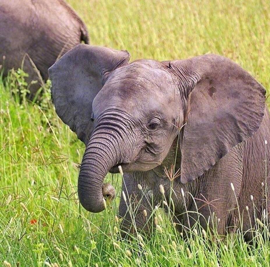 昨天是世界大象日ins网友们用可爱的小象宝宝照片刷了屏有点萌呀