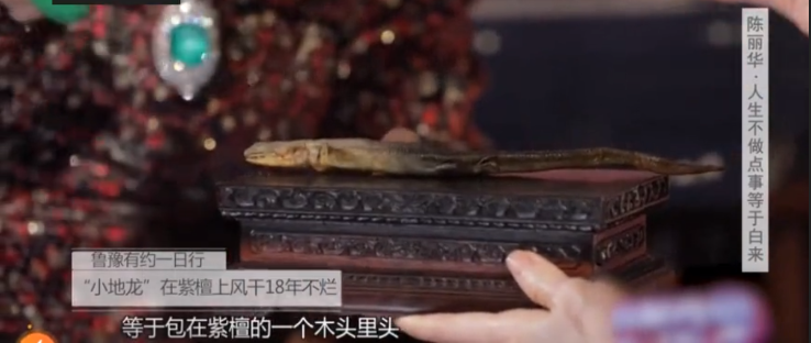 陈丽华拿宝贝小地龙给鲁豫长见识,放在紫檀上