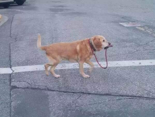 内涵段子:小猪佩奇身上纹,掌声送给社会人