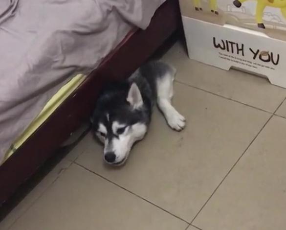 贪玩二哈跑主人床底下被卡住