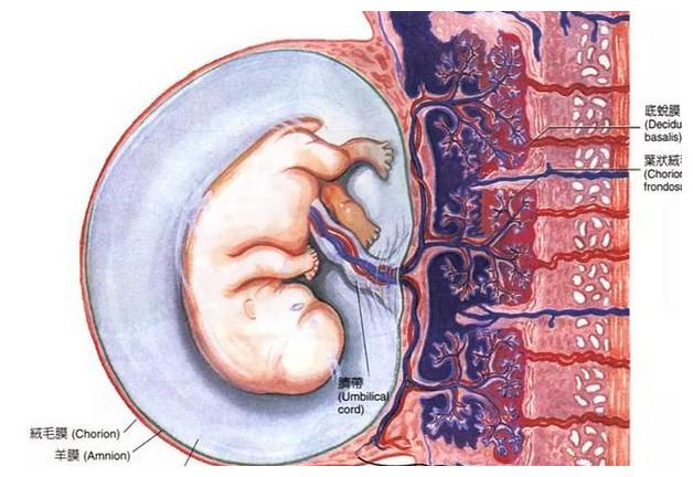 胎盘一级成熟到生需要多久呢?