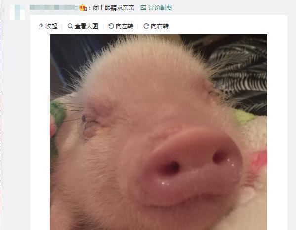 评论里一水的全是各种各样的猪头表情包↓