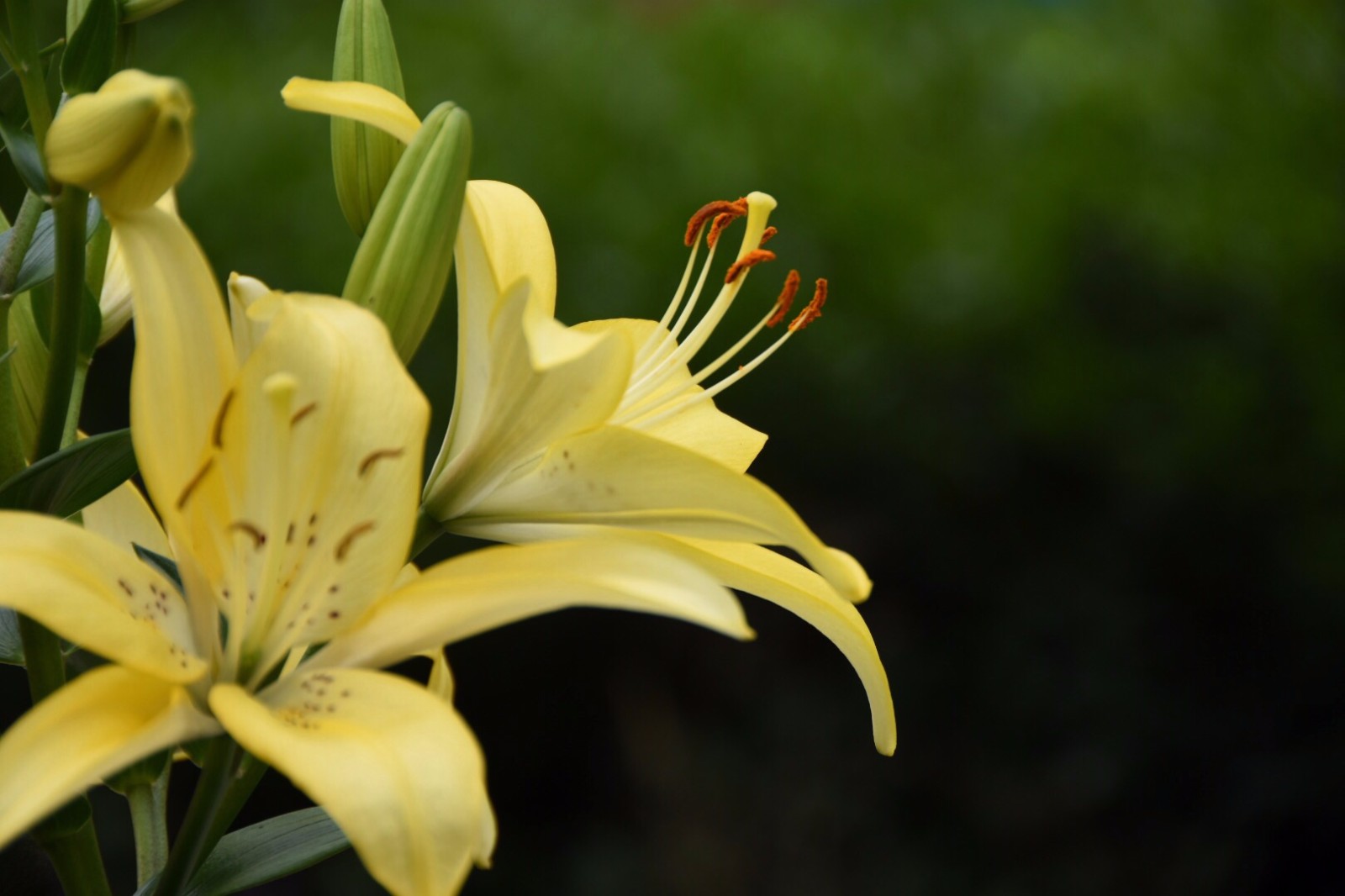 六种颜色的百合,你见过几种?