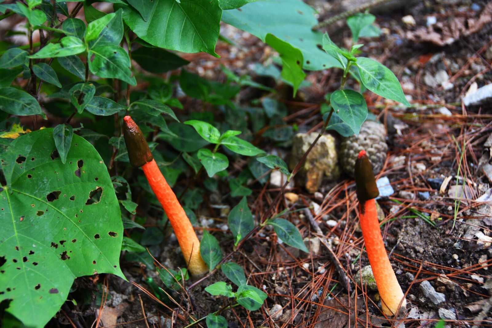 红鬼笔(原创首发)