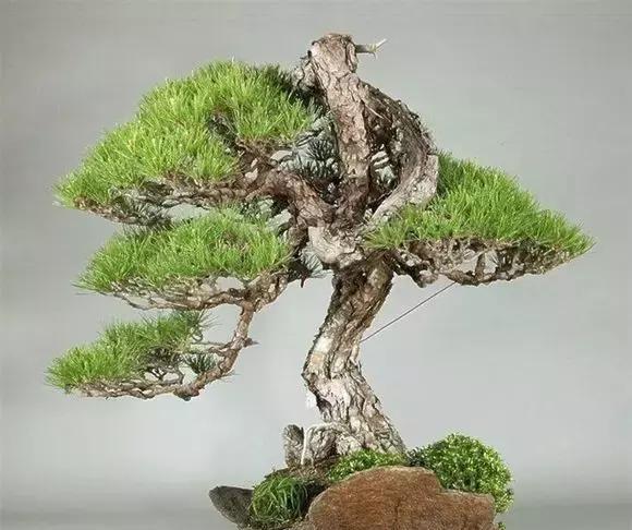 一盆一景一世界 异形盆景赏