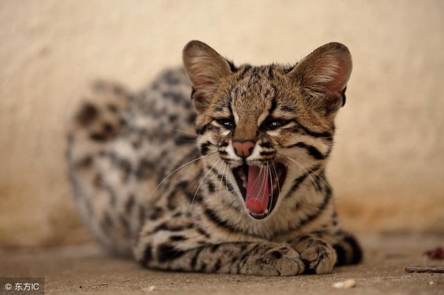 猫鼠对话的幽默段子