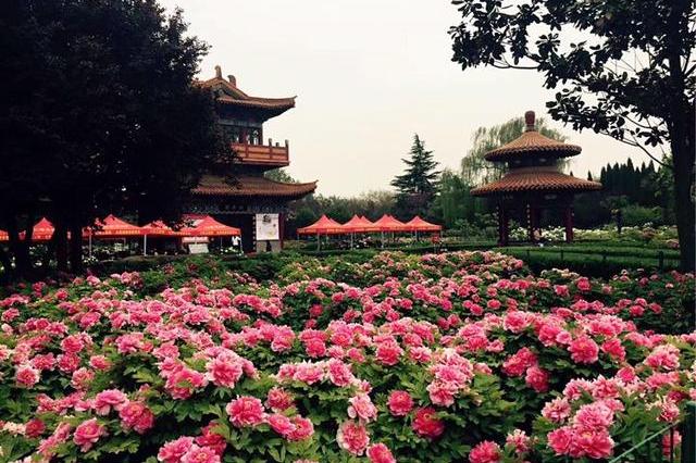 洛阳中国国花园牡丹花开成海,这里是国内最大牡丹观赏园