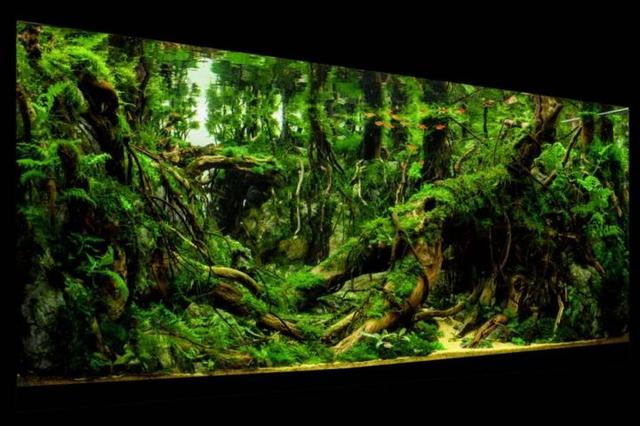 没想到用枯树枝和水草搭建出来的水草文案,在