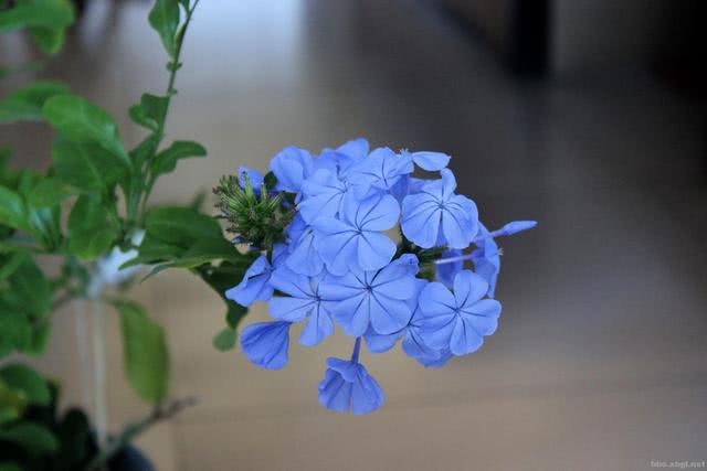 都说蓝雪花好养耐活,想要爆盆花开满屋,你还得