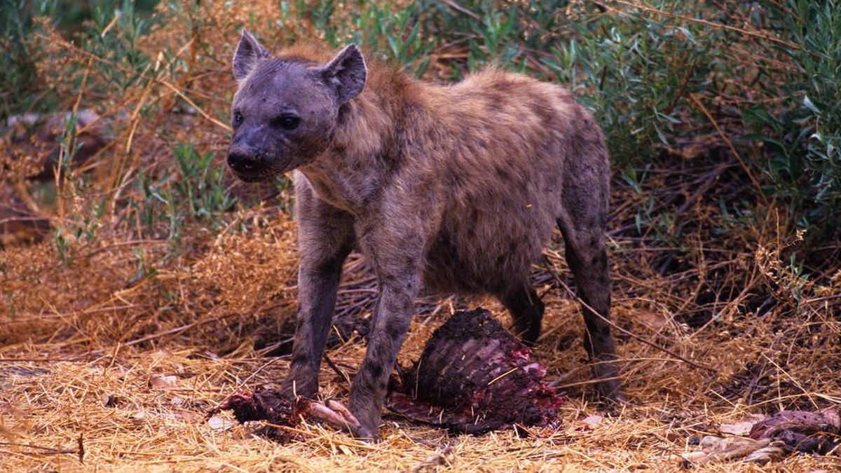 鬣狗与蜜獾狭路相逢,是非洲二哥赢还是平头哥