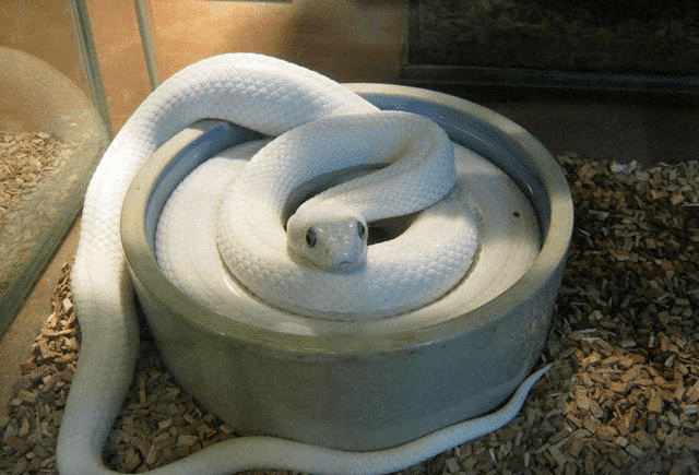 李自成祖坟被米脂县令挖开, 里面有一条长一尺二寸的小白蛇