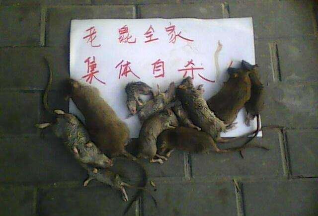 老鼠被人类抓到之后, 各种刑罚脑洞大开!