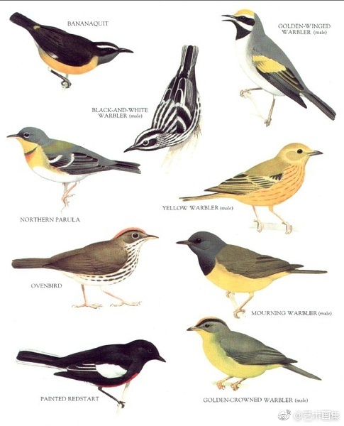 鸟类图鉴
