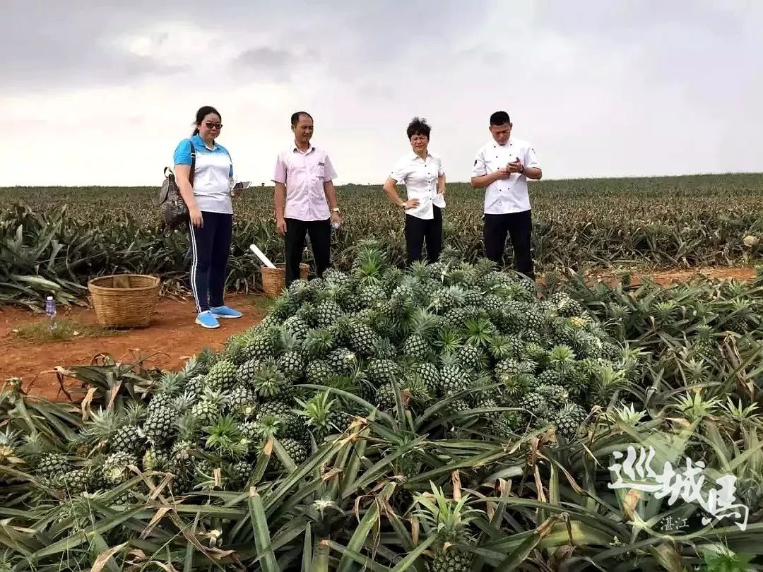 广东徐闻菠萝滞销 湛江一爱心企业购买果农10