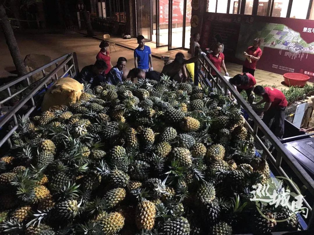 广东徐闻菠萝滞销 湛江一爱心企业购买果农10