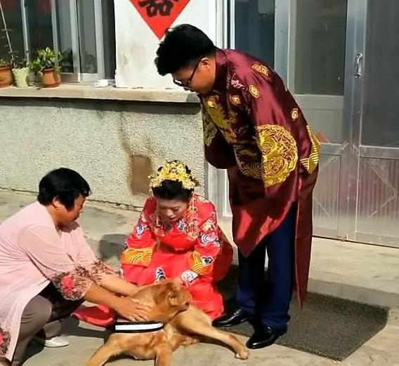 女主人出嫁当天,金毛趴在主人脚下不让走,让人