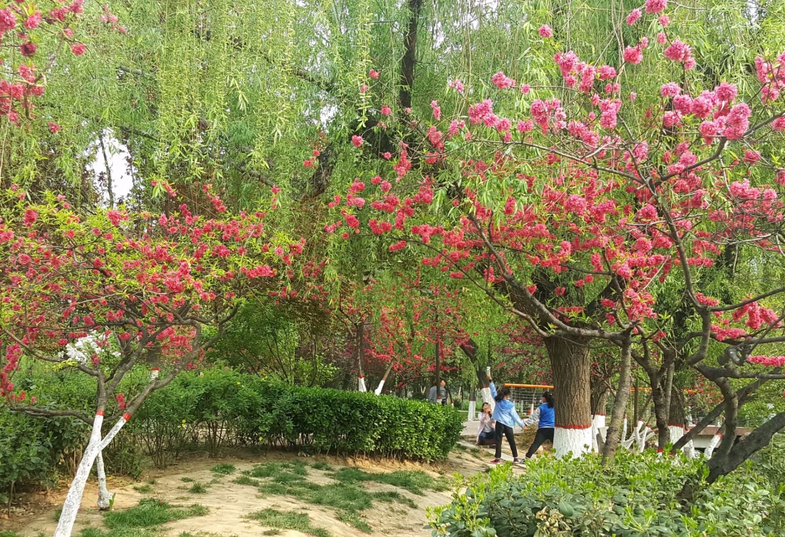 西安文景公园花红柳绿正在奏响一曲春之歌(21图)_新浪