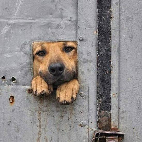 搞笑动物图片: 被禁锢的狗狗图片, 时刻都有一种想出来遛弯的心!