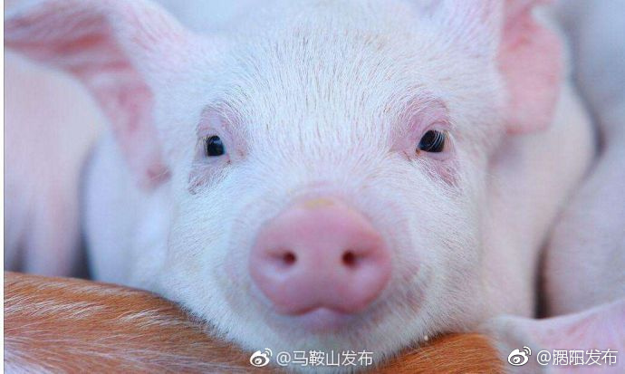 安徽省疾控中心:非洲猪瘟不传染人 猪肉可以吃
