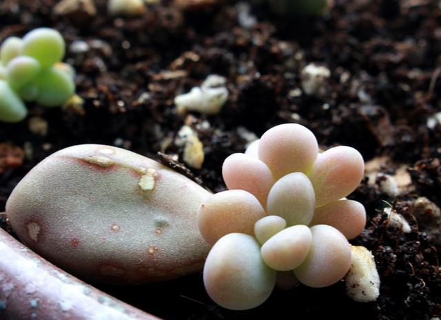 多肉植物中的变色花,三分钟告诉你艾伦多肉怎