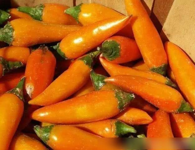 世界上最辣的十种辣椒排名,中国这种排第二