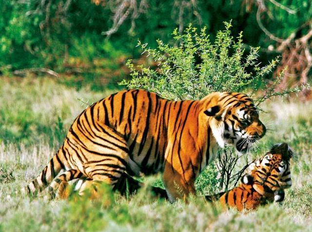 华南虎为何被列为濒危物种