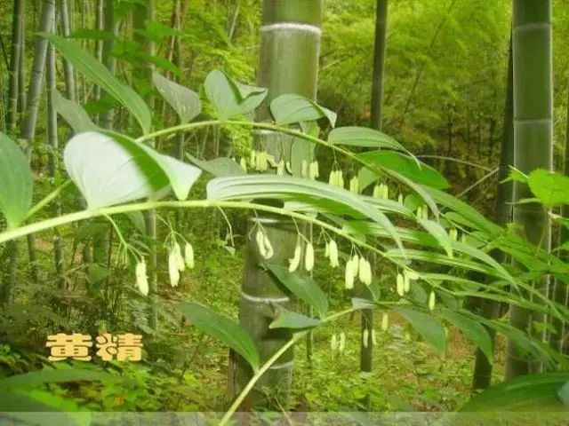 安徽十大皖药的故事黄精