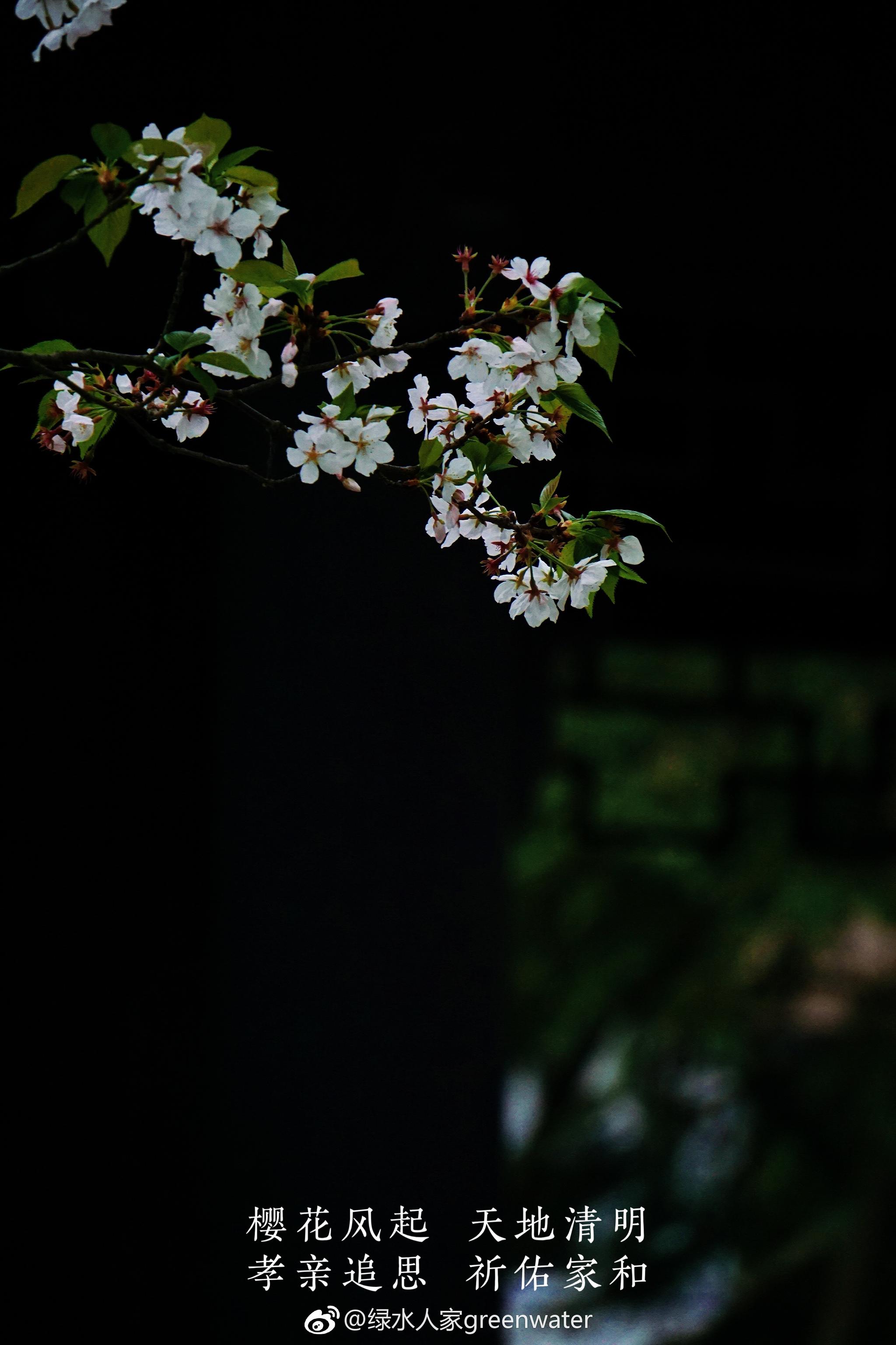 樱花细雨,天地清明,孝亲追思,天佑家和.sony a6000 55