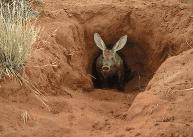 男子野外发现兔子洞费劲挖开后蹦出的猪怪顿时倒吸一口凉气