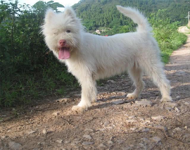 只要是好血统的下司犬,都有这些特征