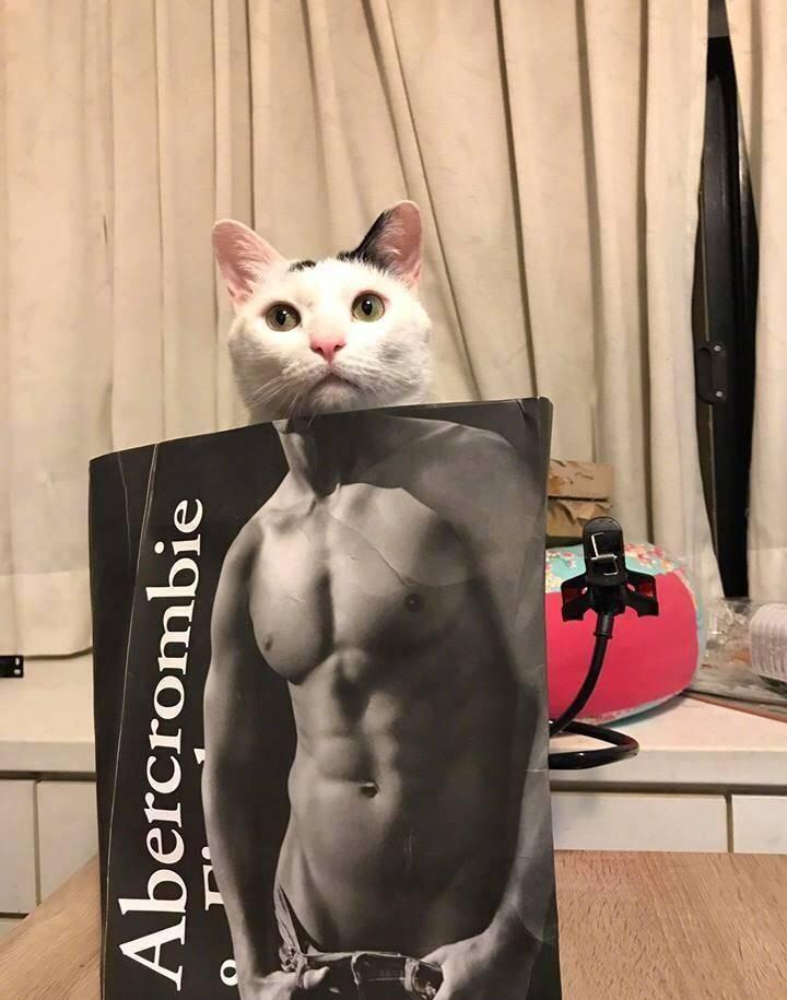 这只猫咪表情有点多哦! 又卖萌又耍酷还有肌肉! 厉害了!