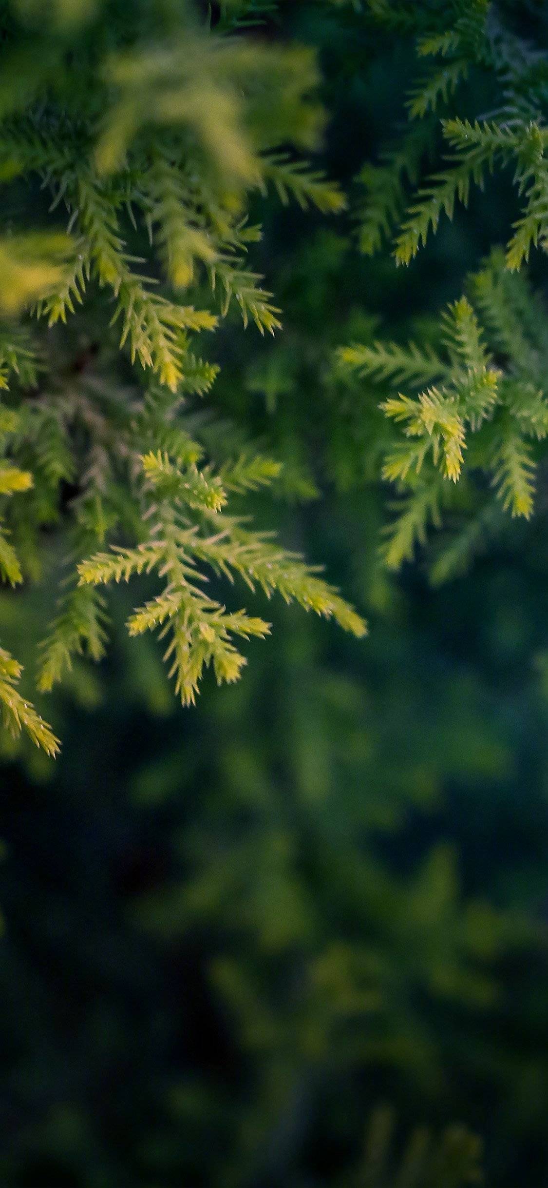 最好的手机护眼壁纸