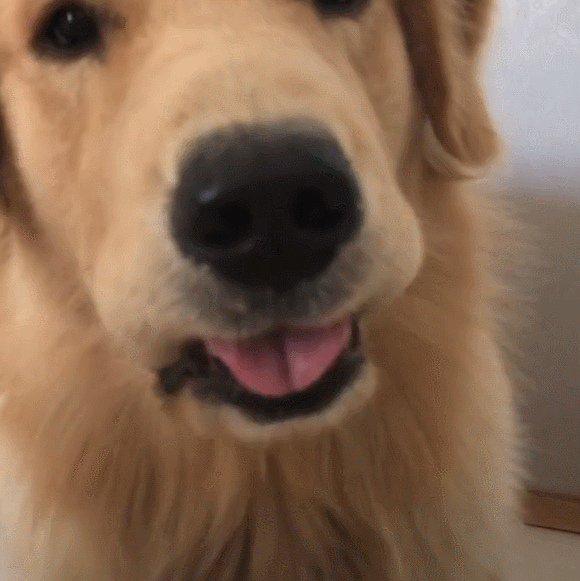 金毛准时叫主人起床,卖萌笑容,心爱得让主人秒起!