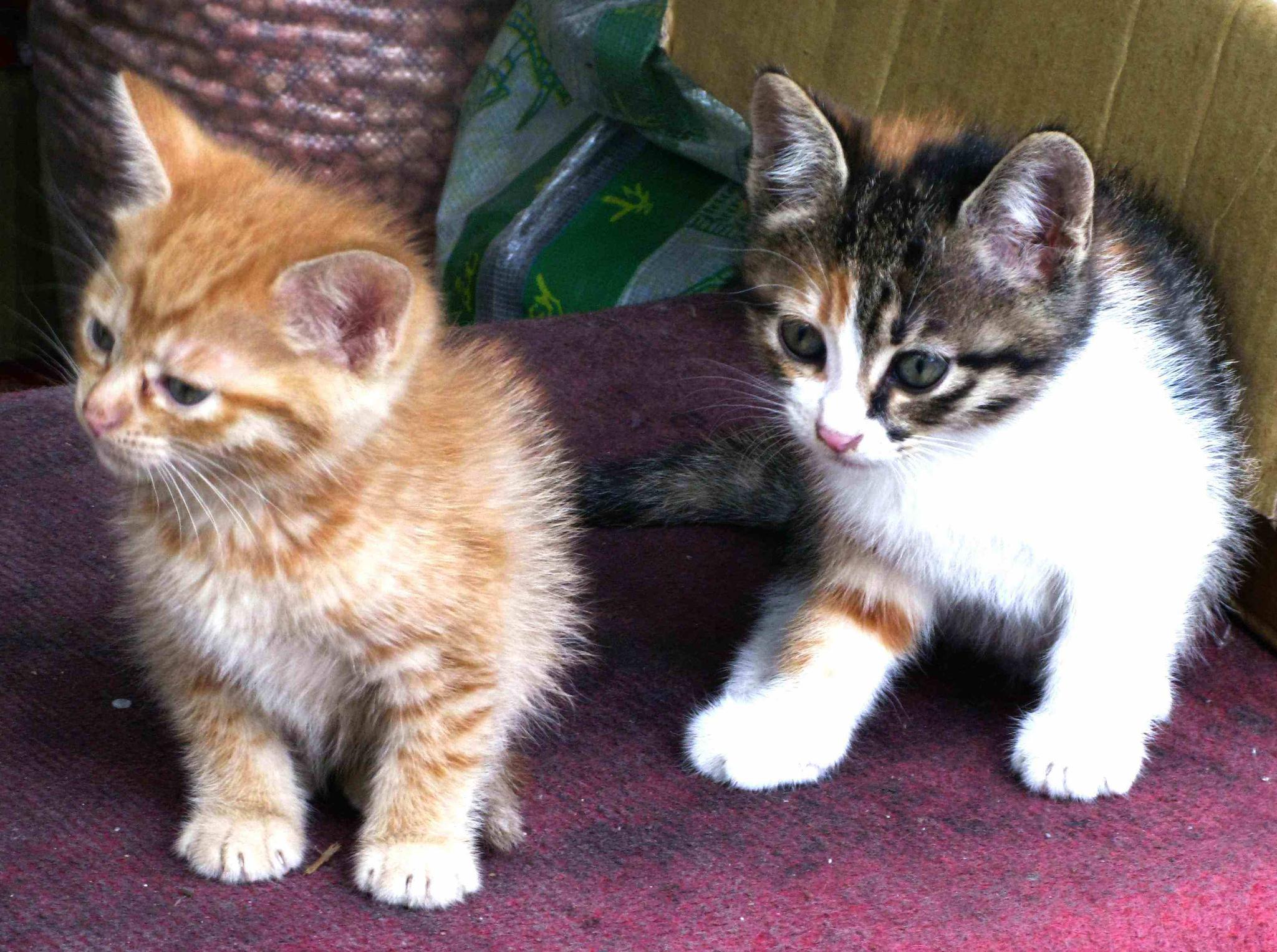 为什么家猫快死时会离家出走,死后都找不到尸