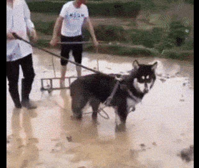 网友用狗狗来耕地,雪橇犬秒变泥橇犬了,穷人家的狗子早当家啊!