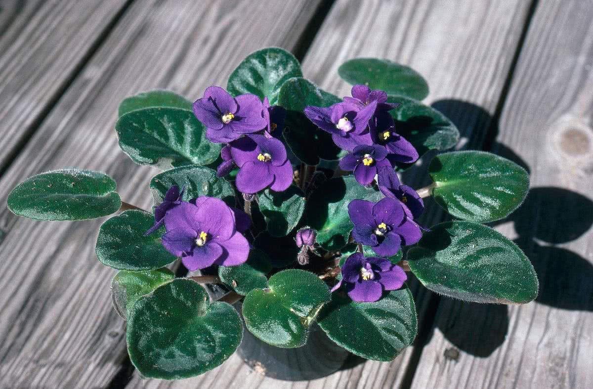 平时吃的药片竟然可以用来养花, 让花卉蹭蹭长