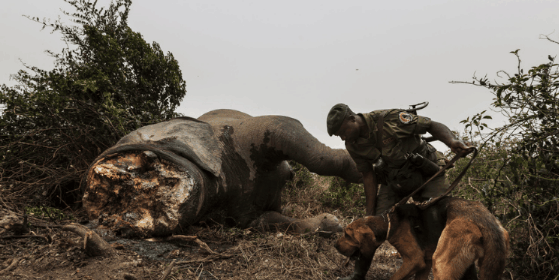 非洲最乱的国家公园, 武装组织偷盗野生动物