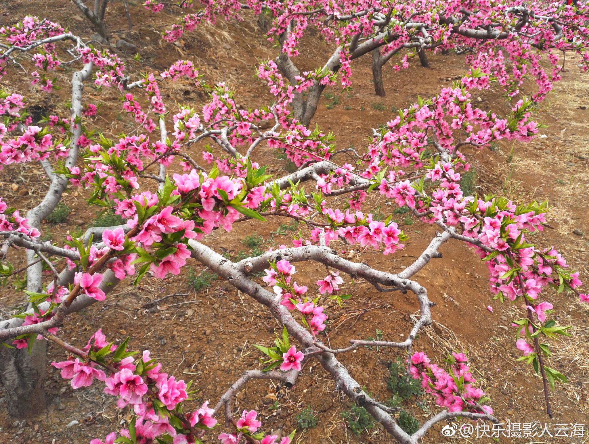 潍坊,临朐,营子黄埠店,桃花盛开的地方。