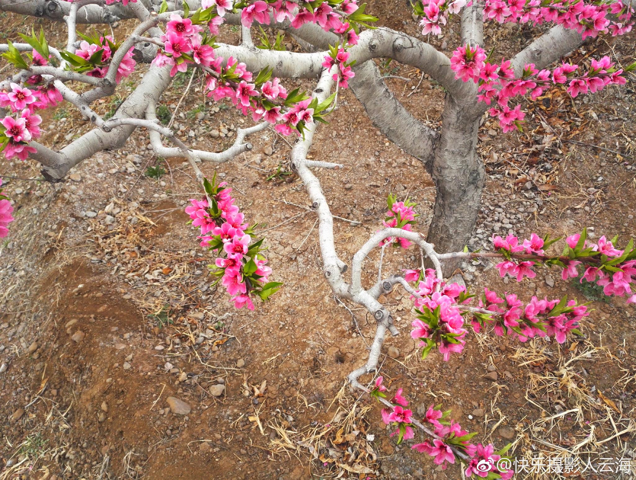 潍坊,临朐,营子黄埠店,桃花盛开的地方。