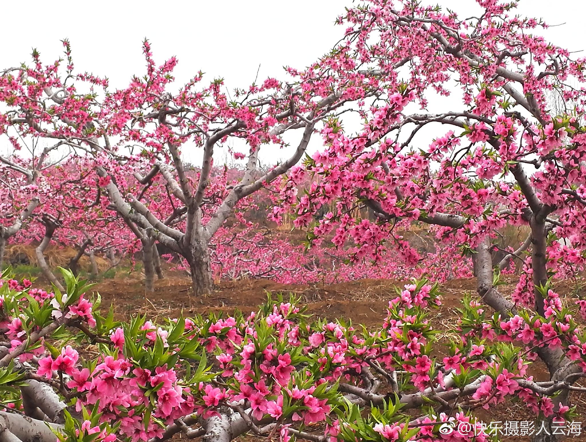 潍坊,临朐,营子黄埠店,桃花盛开的地方。