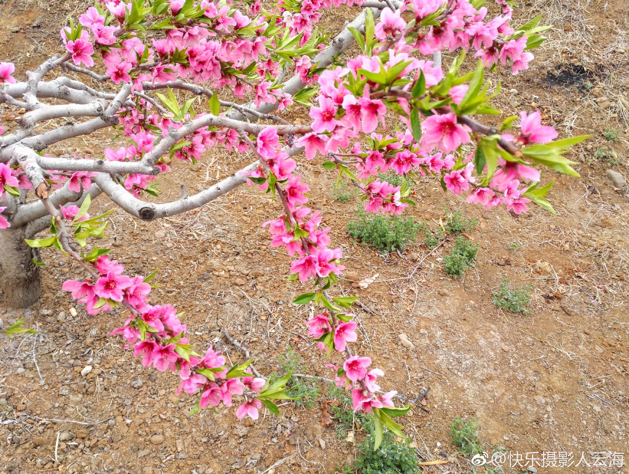 潍坊,临朐,营子黄埠店,桃花盛开的地方。