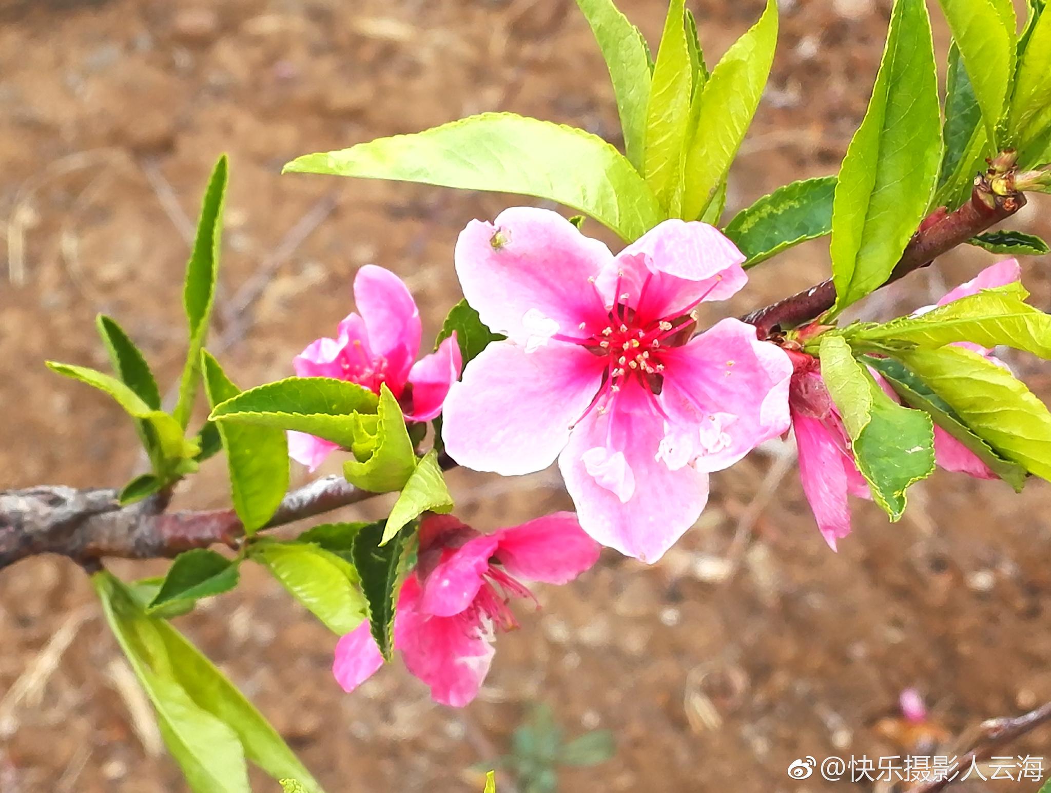 潍坊,临朐,营子黄埠店,桃花盛开的地方。