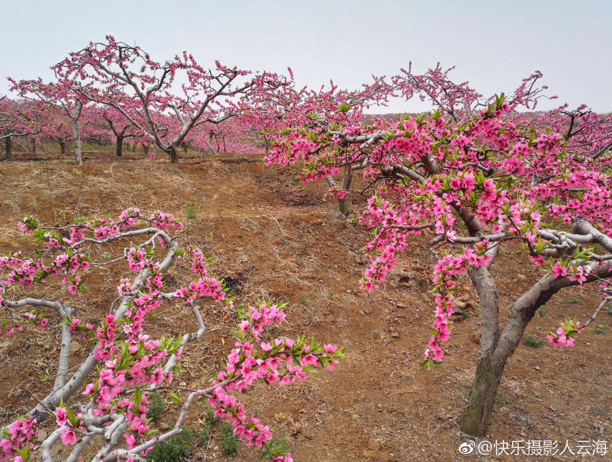 潍坊,临朐,营子黄埠店,桃花盛开的地方。