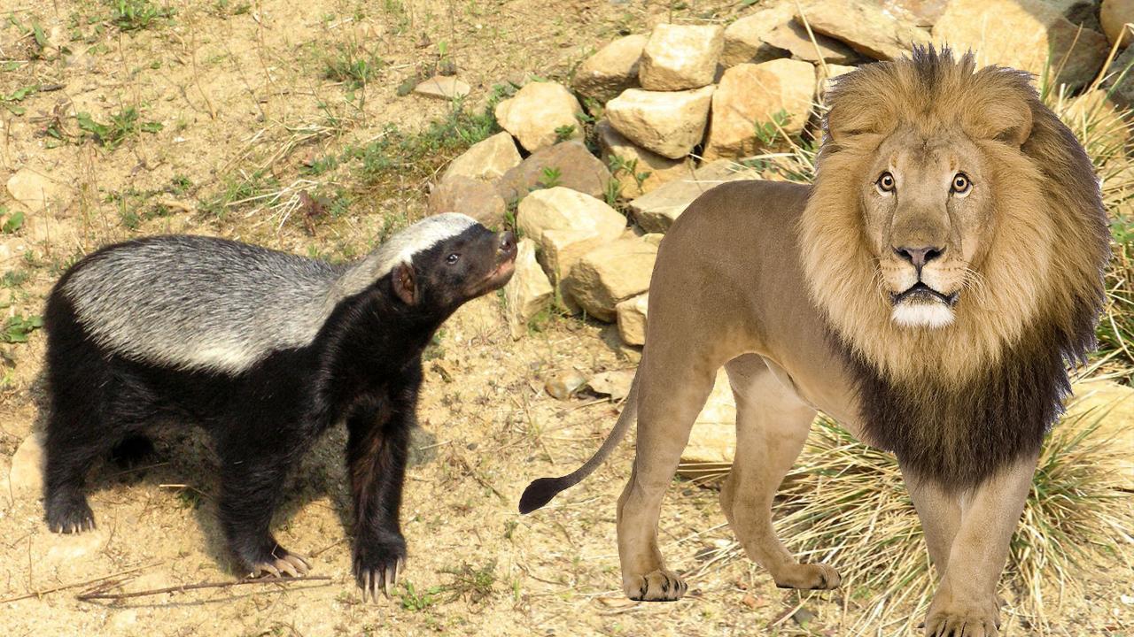 平头哥能虐藏獒? 如果蜜獾有狮子老虎的体型, 会成为百兽之王吗?