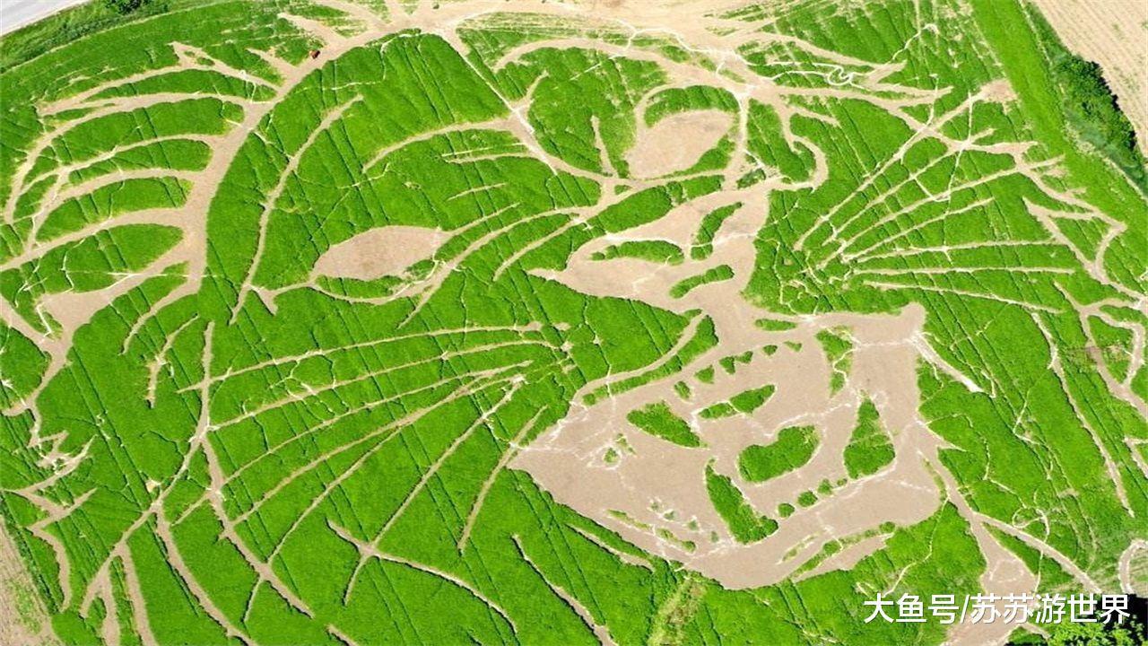 麦田怪圈究竟传达了什么? 考古学家终于破译, 却又惊又喜!