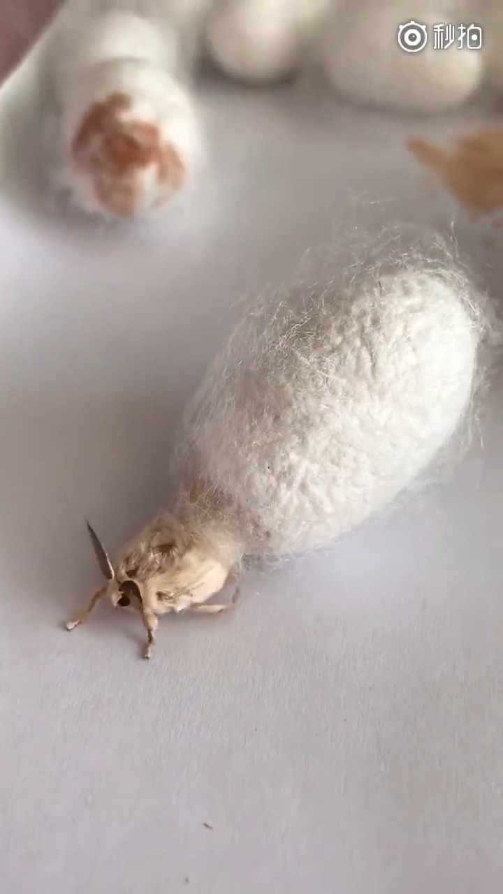 破茧成蝶,好运连连!