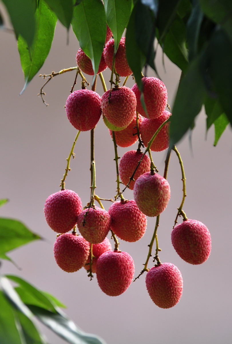 荔枝一颗酒驾 开车的朋友们注意啦,吃完荔枝要