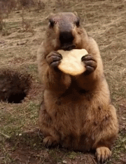 动态图片,摔跤的土拨鼠