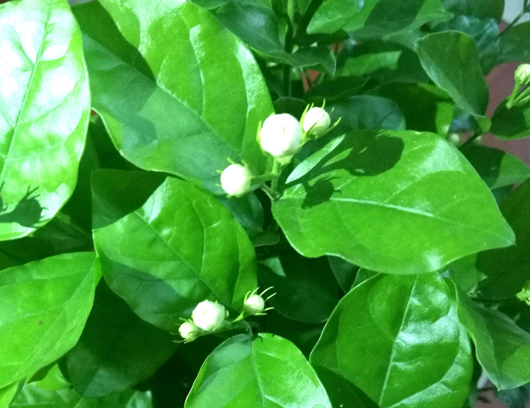 王哥家的茉莉花,月月开,一次开花50朵,才知道为啥自家的不开花